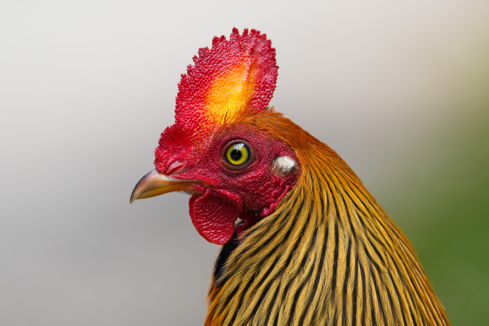 A close view of a Sri Lankan junglefowl, looking much like a chicken