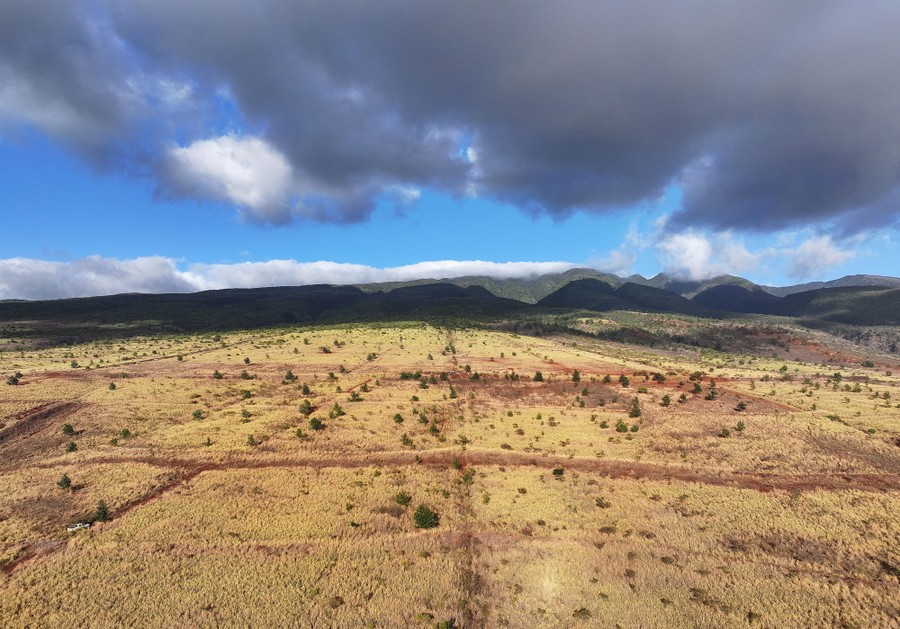 An aerial view of a hillside covered in tall dry grass.