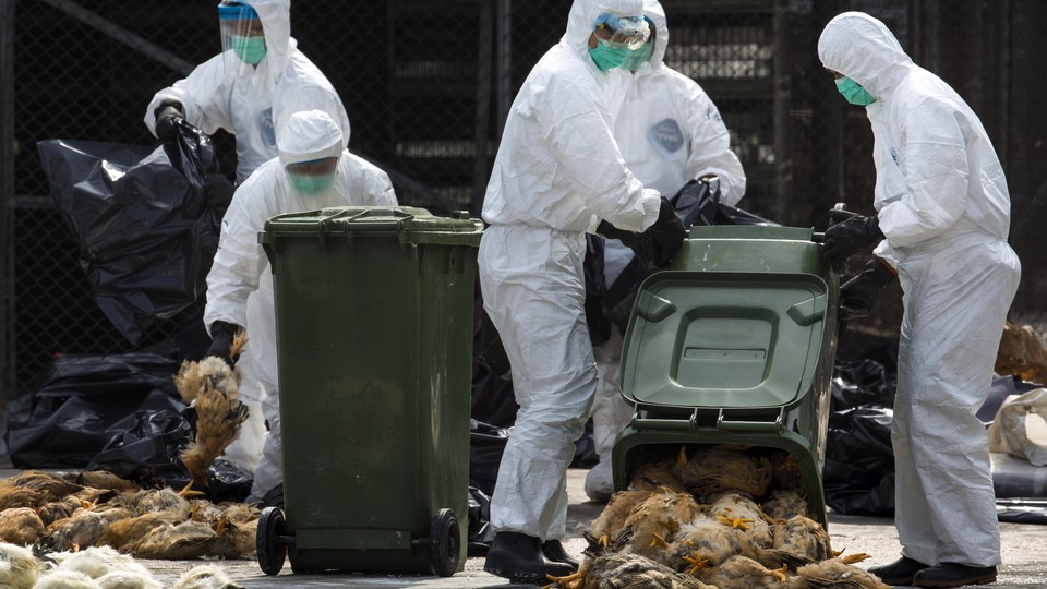 Health workers pack dead chickens into bins at a poultry market. 