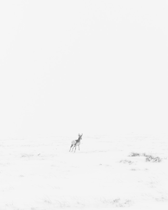 A faraway deer in an expanse of white sky and snow