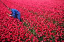 A man dressed in blue picks a red and yellow tulip from a field of red tulips.