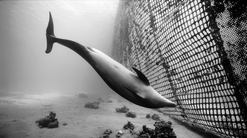 A dolphin swimming near a net.