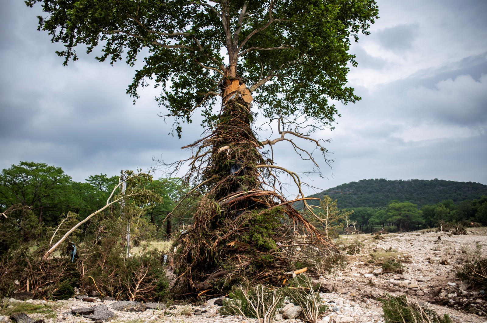 A tree is wrapped in roots and branches after a flood.
