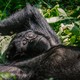 A mountain gorilla taking a break and relaxing in the sun