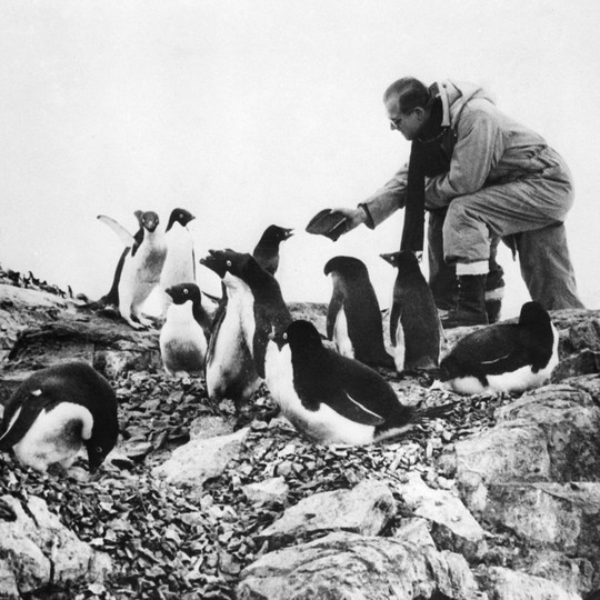 How Antarctic Explorers Reacted to Penguins - The Atlantic