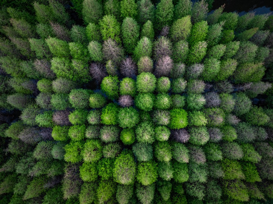 An aerial view of an evenly spaced stand of trees