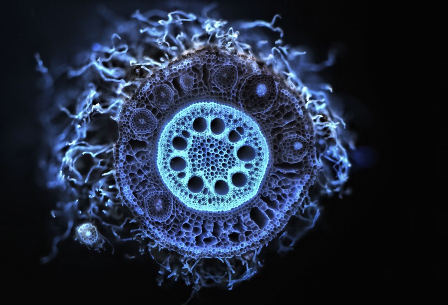A close view of the cross section of a root