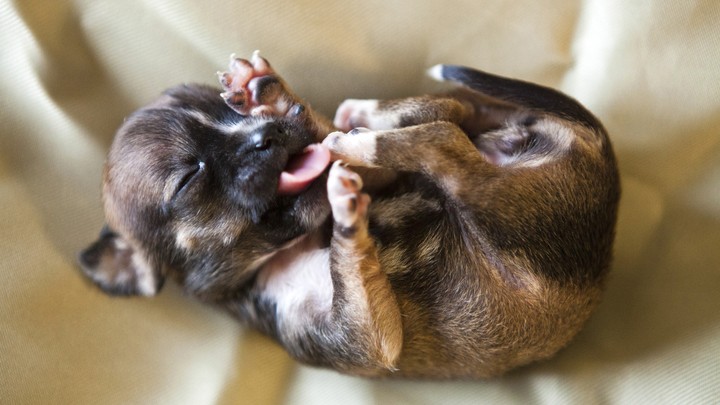A puppy with its tongue out lies on a blanket.