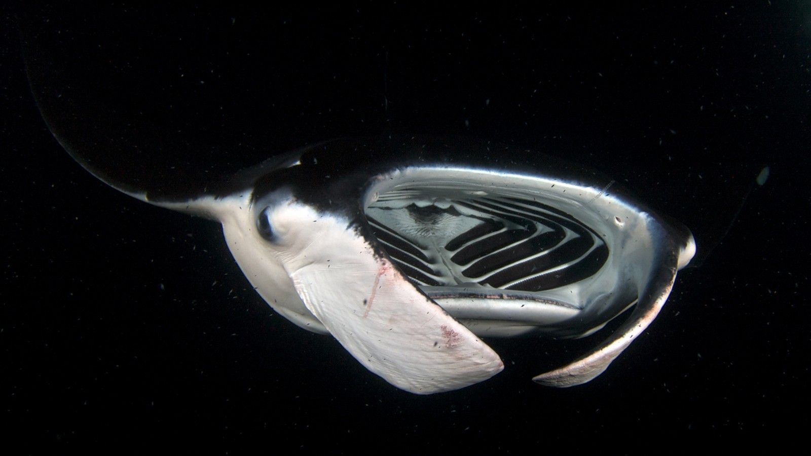 Manta Rays Gill Rakers Filter Water Without Clogging The Atlantic