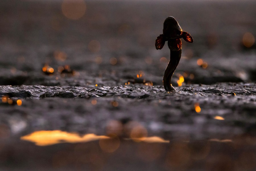 A mudskipper leaps, seen at ground level.