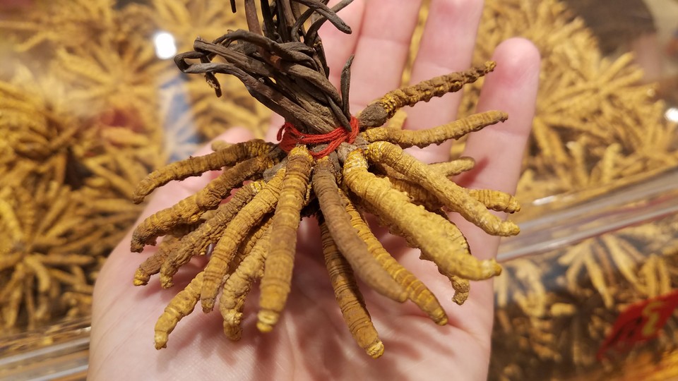 A handful of caterpillar fungus