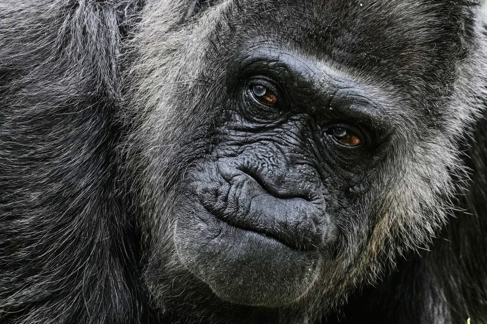 A close view of an older gorilla's face