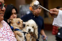 A person holds a small dog as it reacts while a priest drips holy water nearby.