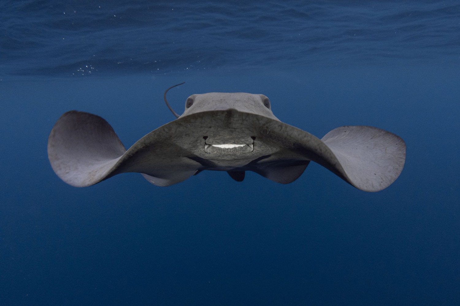 https://cdn.theatlantic.com/thumbor/d5j5iqQriA4ICCWbHM86kSbsa_U=/1500x1000/media/img/photo/2021/02/winners-2021-underwater-photographe/a16_703IsaiasCruz/original.jpg