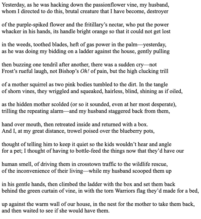 The text of Rachel Richardson's poem, "Domestic"