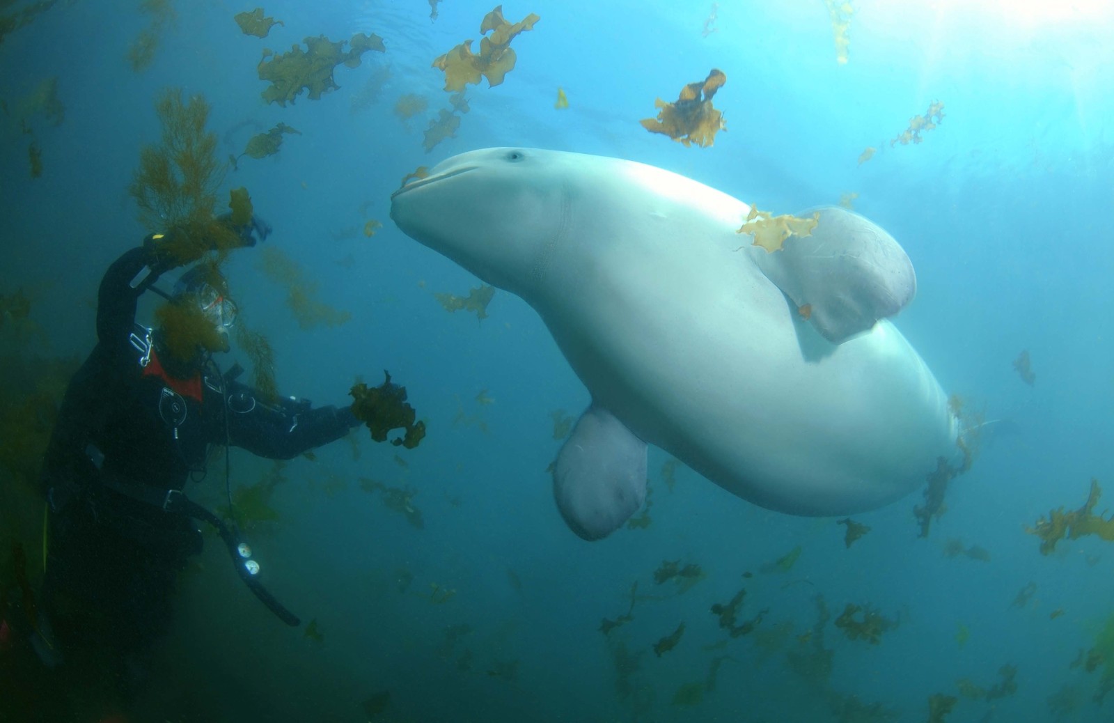 A diver interacts with a beluga whale underwater.