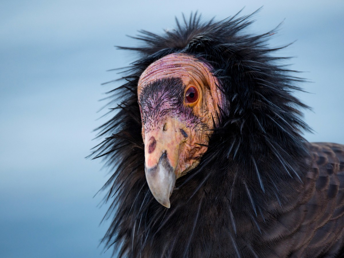 California Condors Are Capable of 'Virgin Birth' - The Atlantic