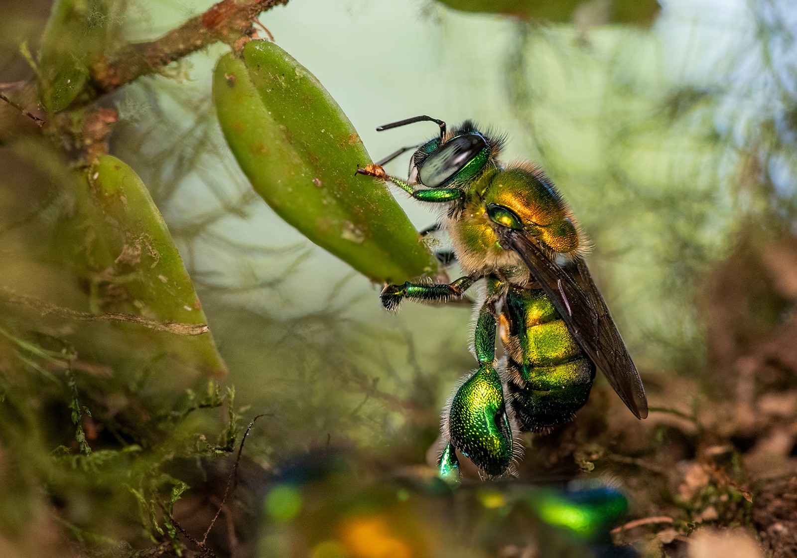 A green-shaded bee clings to a leaf.