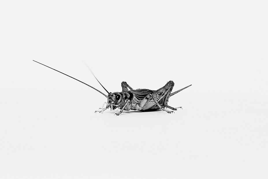 black and white photo of cricket
