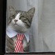 Julian Assange's cat sits at the window of Ecuador's embassy.
