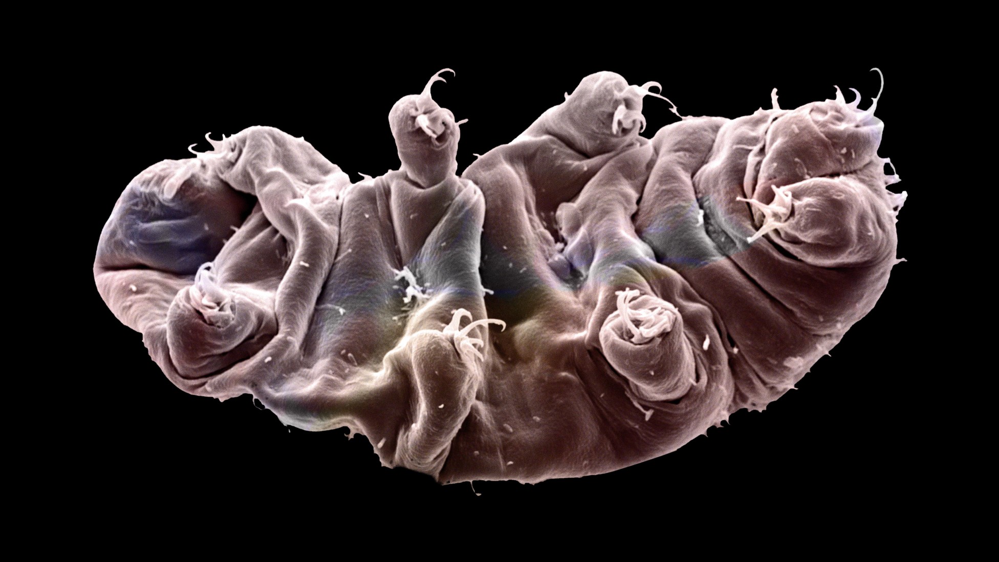 Rival Scientists Cast Doubt Upon Recent Discovery About Invincible ...