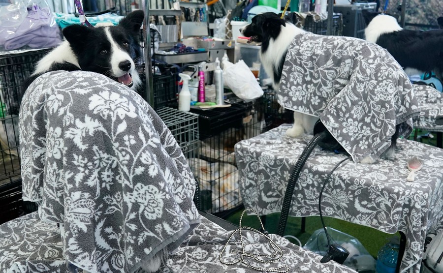 Two dogs stand on tables, covered in small blankets.