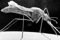 A close-up image of a mosquito