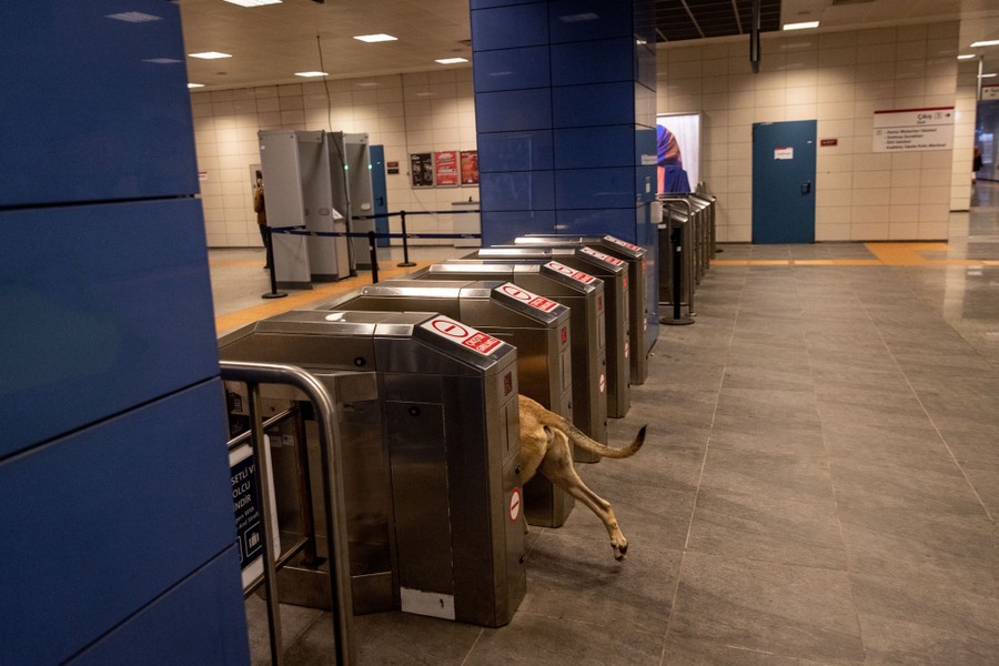 The tail and back legs of a dog are seen passing through subway station turnstiles.