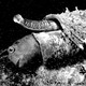 a cone snail swallows a fish whole
