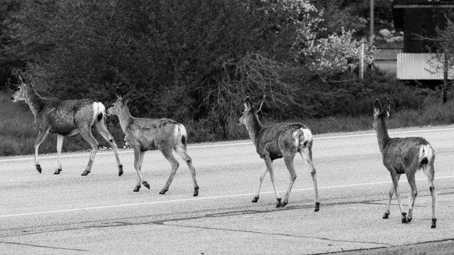 Deer crossing a road