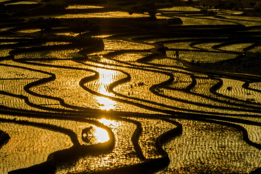 A farmer leans over to work in a flooded rice field among many terraced fields.