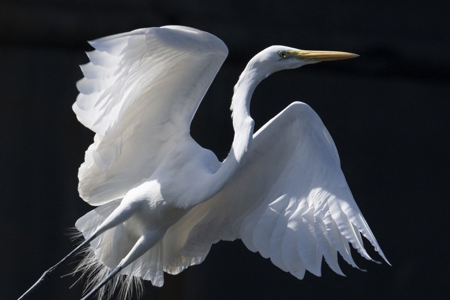 A close view of a great egret taking flight