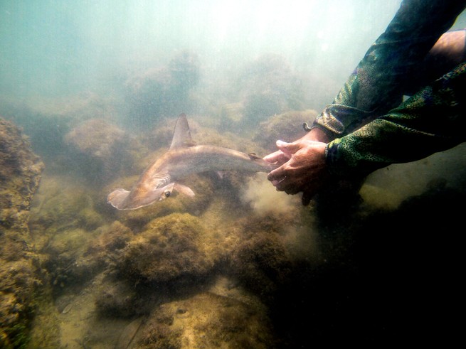 a photo taken underwater of hands reaching towards a shark