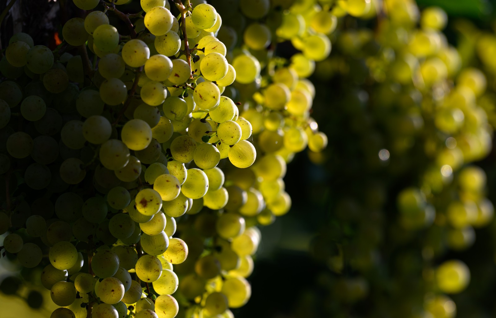 Clusters of green grapes hang from the vine.