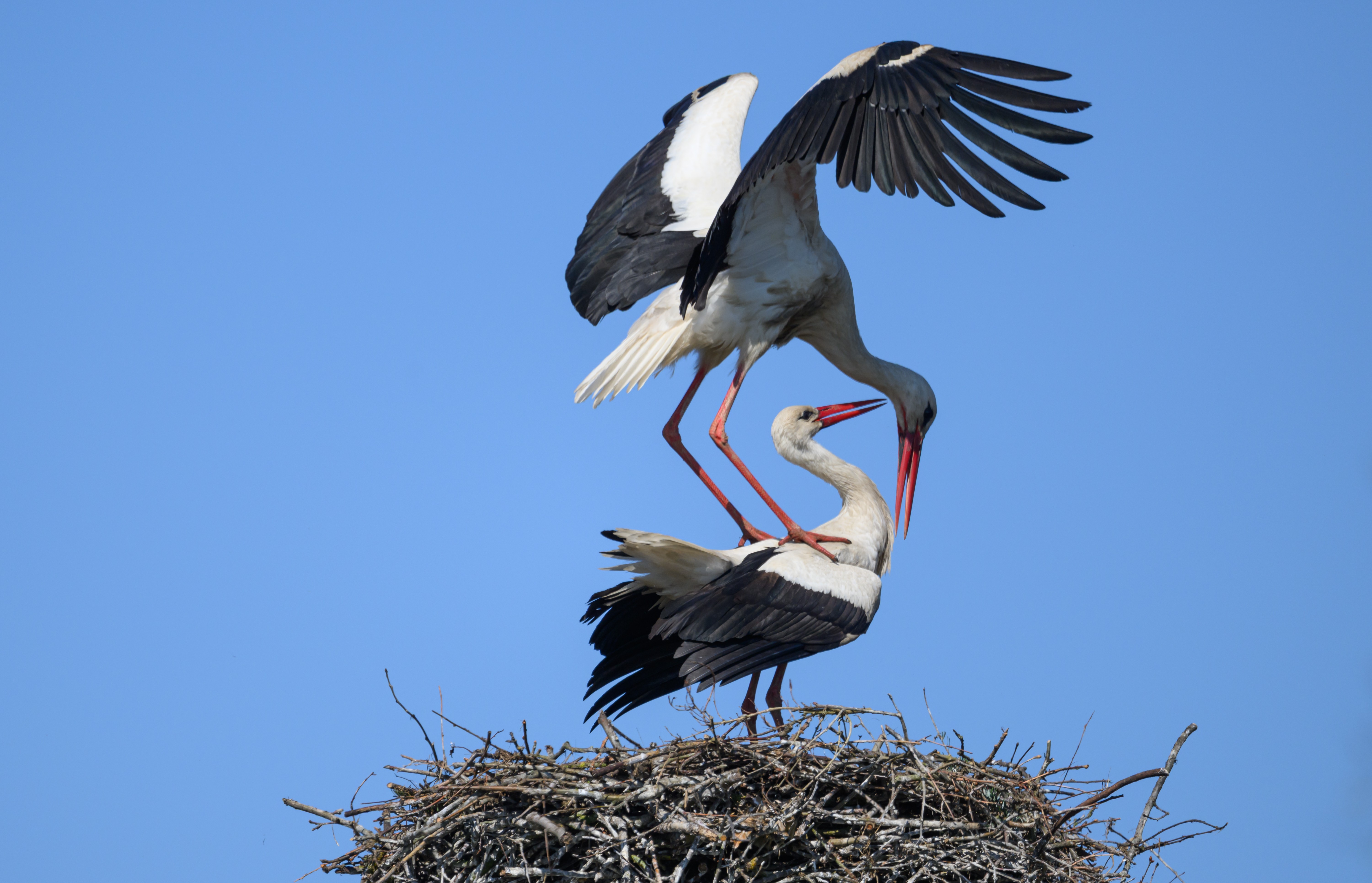 A pair of storks settle in a nest on a power pole.