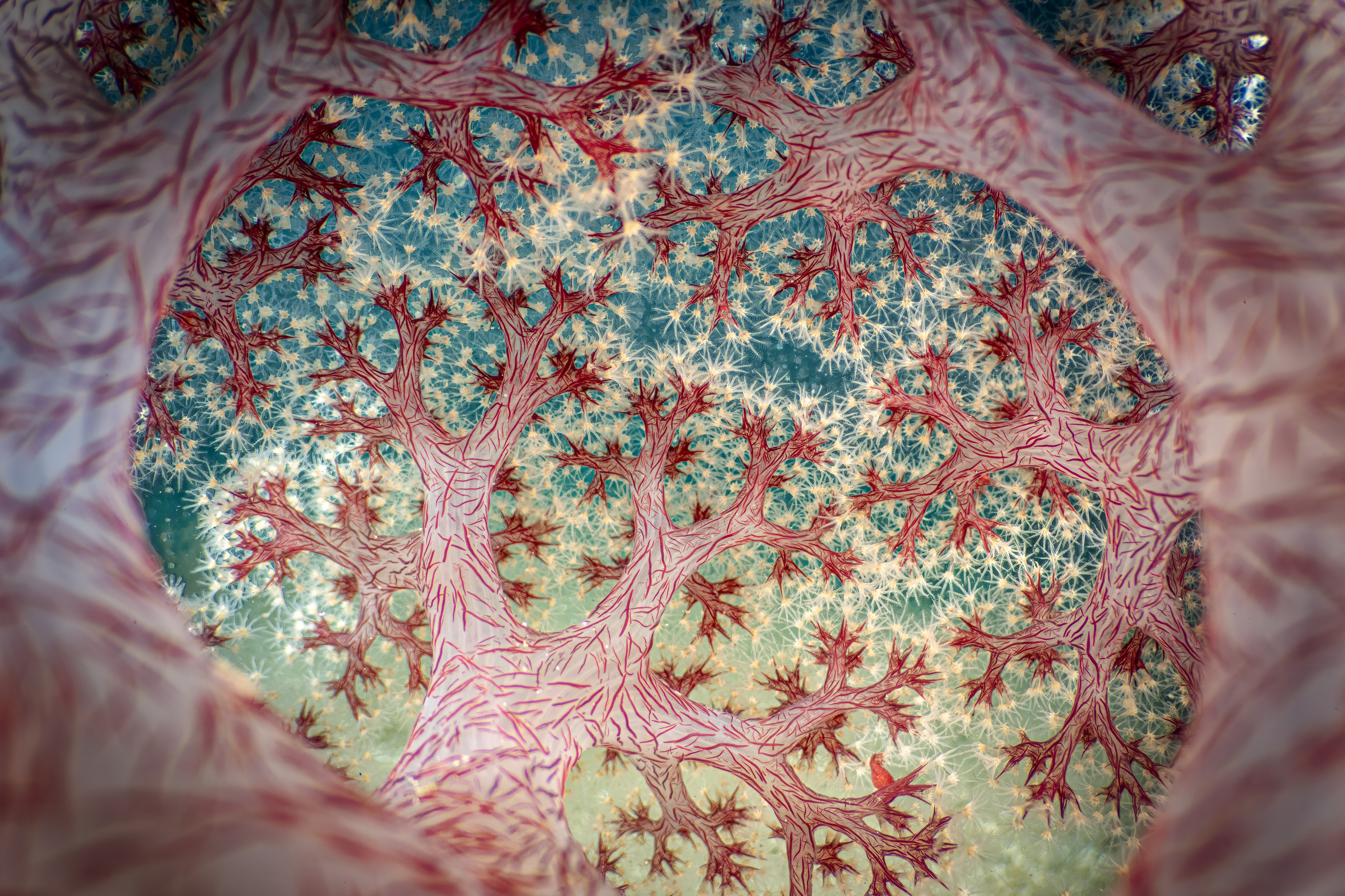 A colorful view of the branching structures inside a cauliflower soft coral