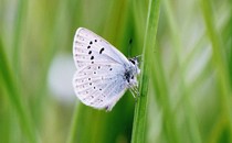 Fender's blue butterfly perched on grass