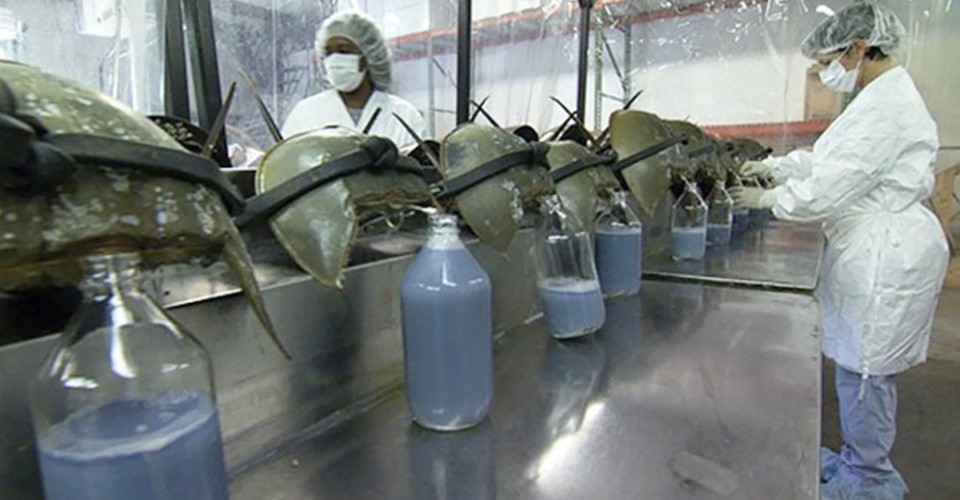 The Blood Harvest The Atlantic