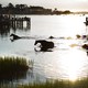 Photo of ponies swimming in water