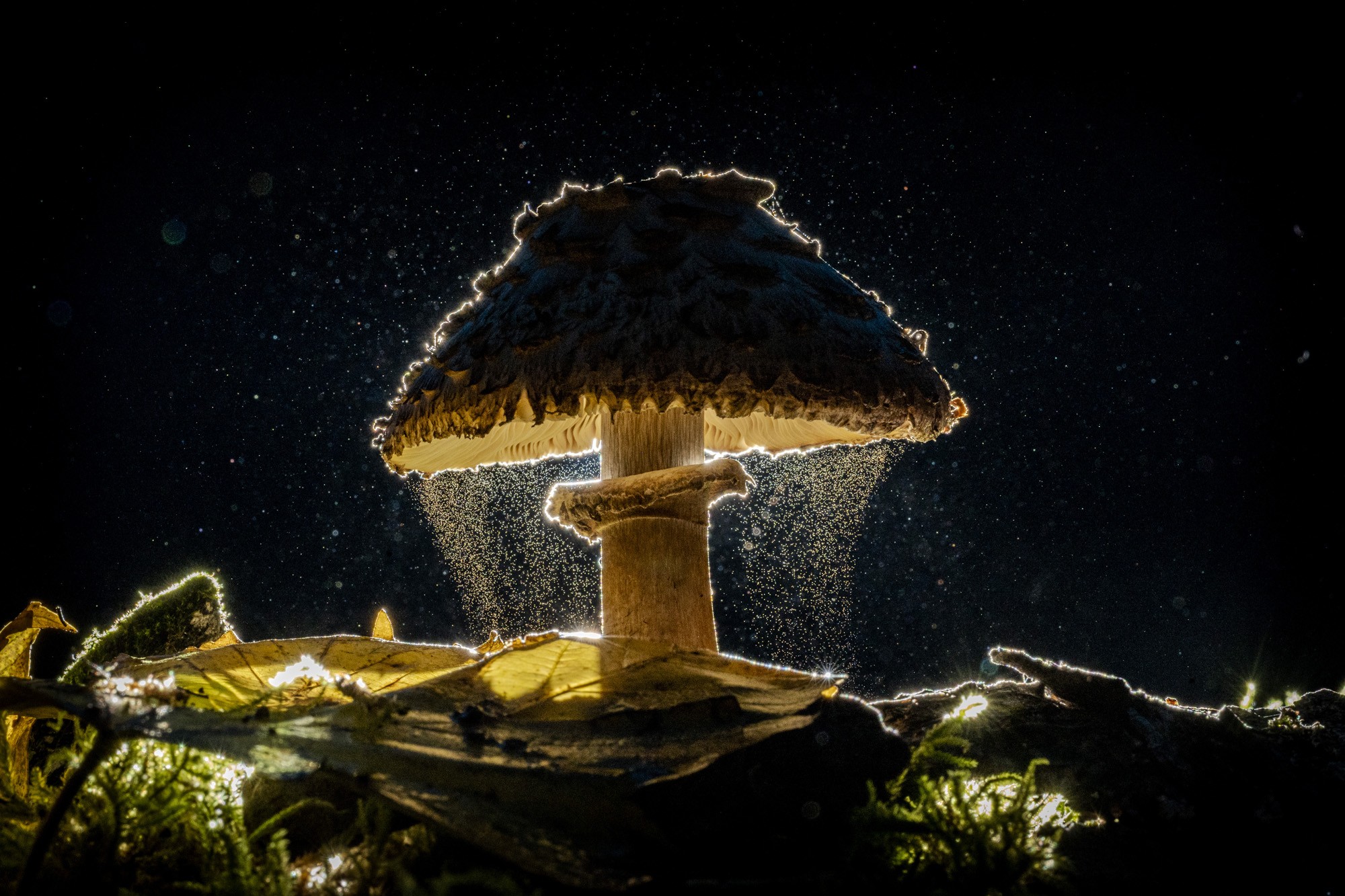 Spores are released from a mushroom, falling toward the ground.