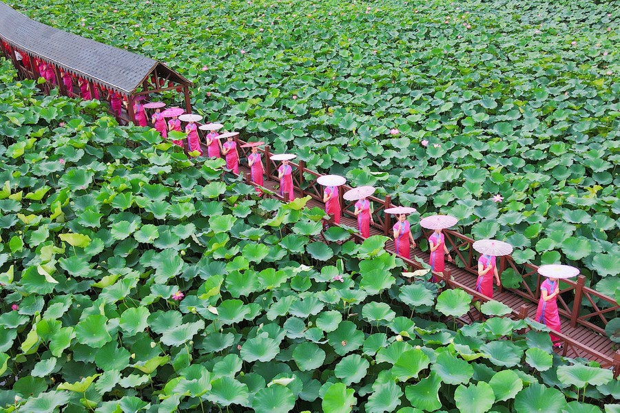 A line of people wearing identical costumes and carrying paper umbrellas walk on a boardwalk through an expanse of lotus plants.