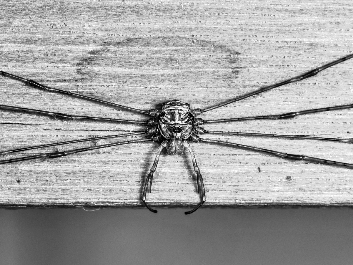 Check Out the Gams on These Harvestmen - The Atlantic