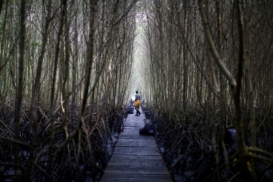 A person gathers garbage on a boardwalk in a mangrove forest.
