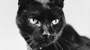 A black-and-white photograph of an elegant cat looking sharply to its left