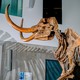 Mastodon at University of Michigan Museum of Natural History