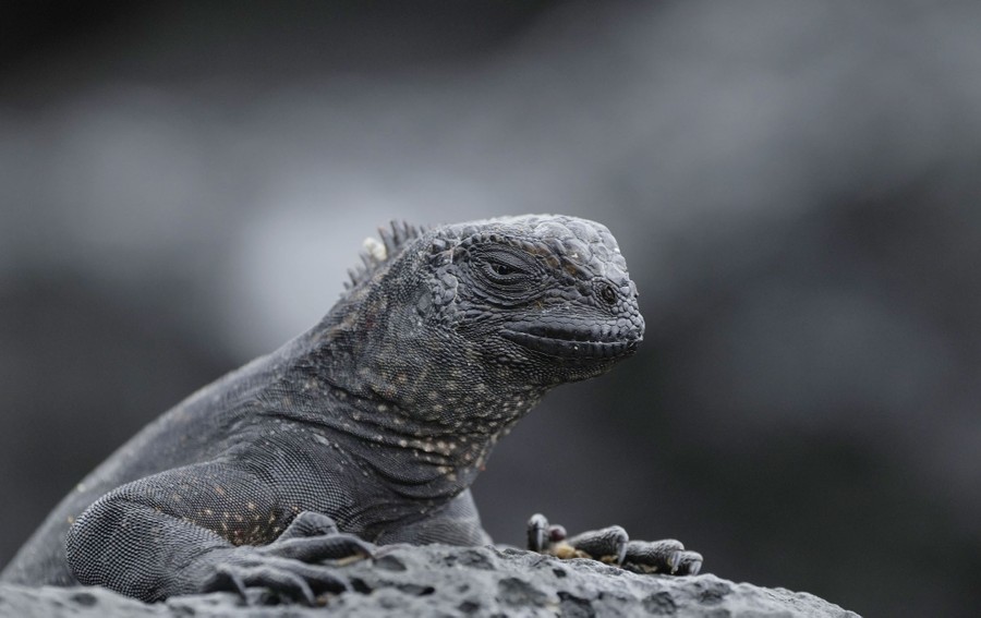 A large iguana sits on a rock.