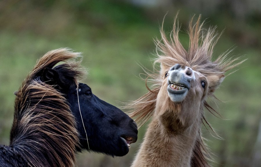 Two horses interact, throwing their heads around, displaying wild manes and expressions.