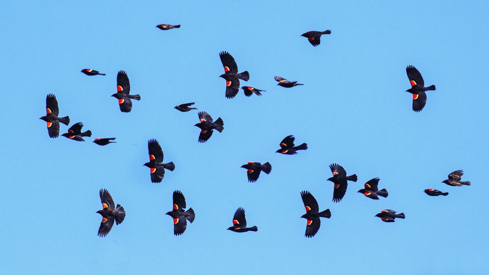 Birds flying agains a blue sky