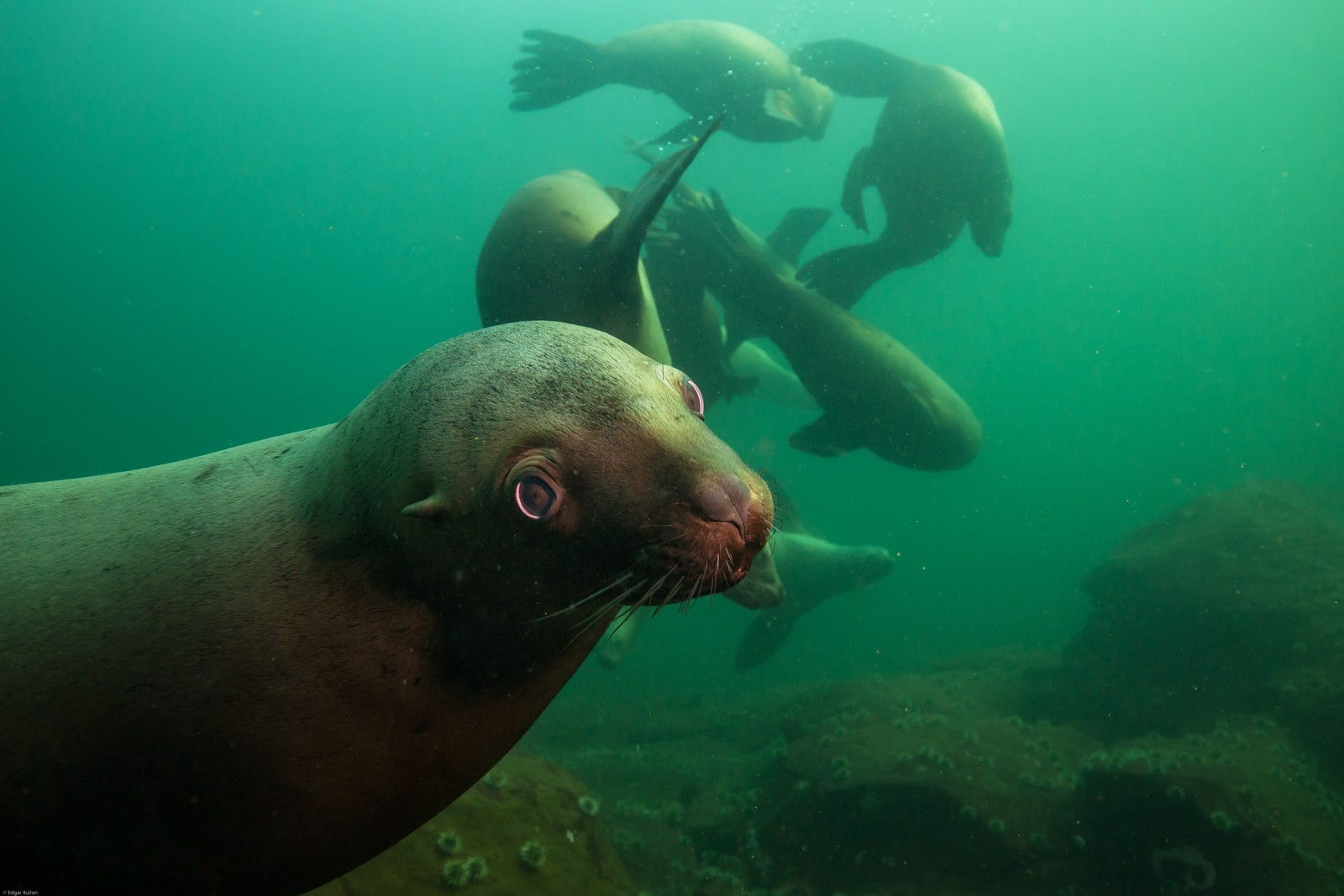Several curious sea lions swim underwater beside a diver.