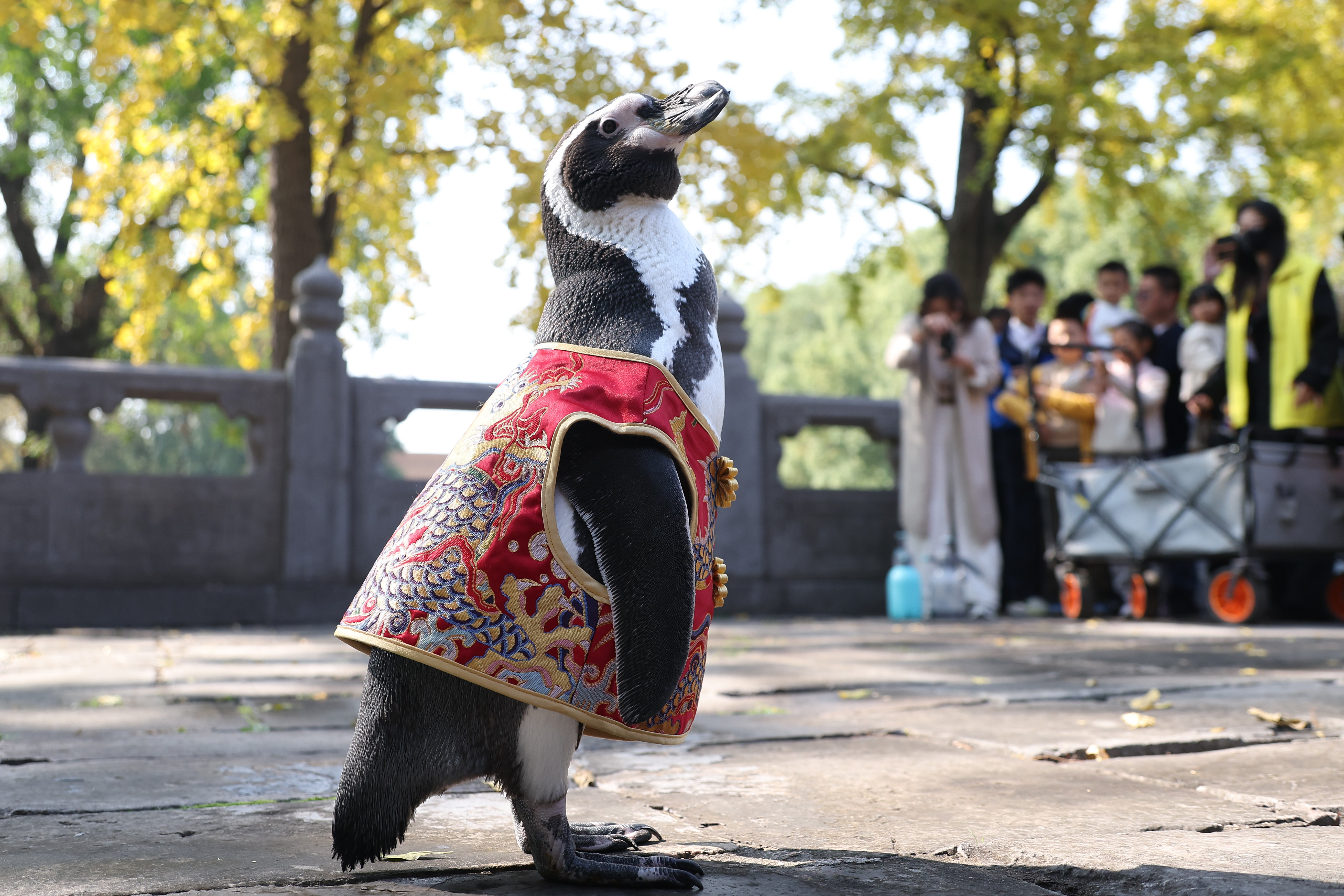 People watch as a penguin stands on palace grounds, wearing a miniature version of traditional Chinese clothing.